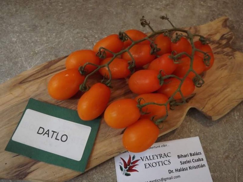 Datlo paradicsom - Paradicsom különlegességek az Egzotikus Növények Stúdiója kínálatából